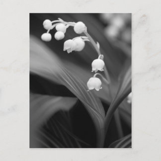 Lily of the Valley Postkarte