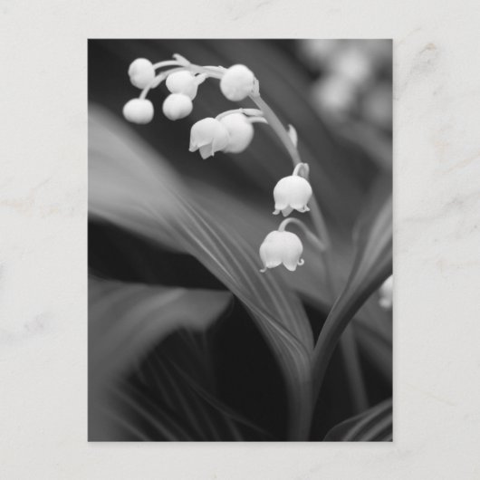 Lily of the Valley Postkarte (Vorderseite)