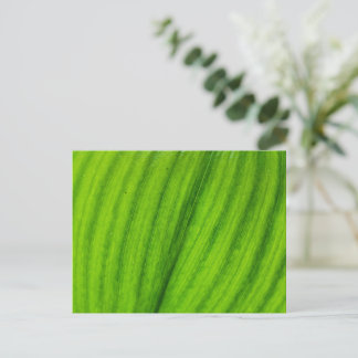 Lily of the Valley Postkarte