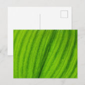 Lily of the Valley Postkarte (Vorne/Hinten)