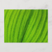 Lily of the Valley Postkarte (Vorderseite)
