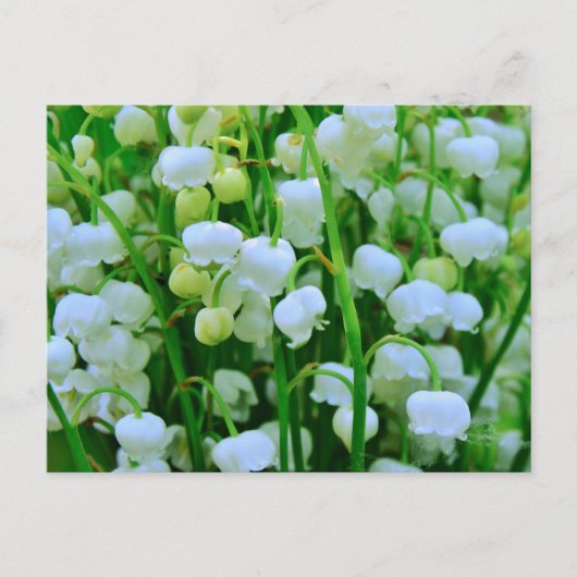Lily of the Valley Spring Flowers Postkarte (Vorderseite)