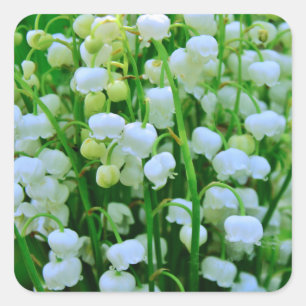 Lily of the Valley Spring Flowers Quadratischer Aufkleber