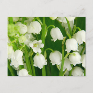 Lily of the Valley White Spring Flowers Postkarte