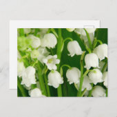 Lily of the Valley White Spring Flowers Postkarte (Vorne/Hinten)