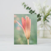 Lily öffnet am Taufe Postkarte (Stehend Vorderseite)