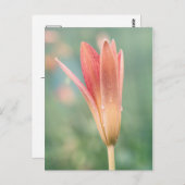 Lily öffnet am Taufe Postkarte (Vorne/Hinten)