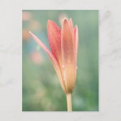 Lily öffnet am Taufe Postkarte (Vorderseite)