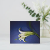 Lily on Blue Postkarte (Stehend Vorderseite)