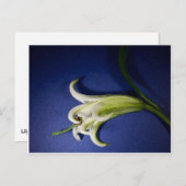 Lily on Blue Postkarte (Vorne/Hinten)
