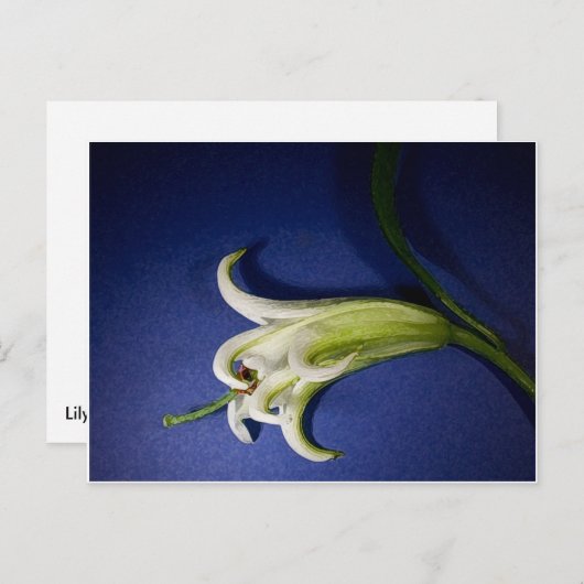 Lily on Blue Postkarte (Vorne/Hinten)