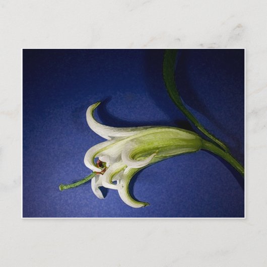 Lily on Blue Postkarte (Vorderseite)