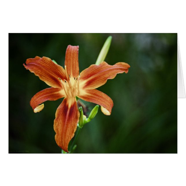 Lily P6588-Karte (Vorderseite (Horizontal))