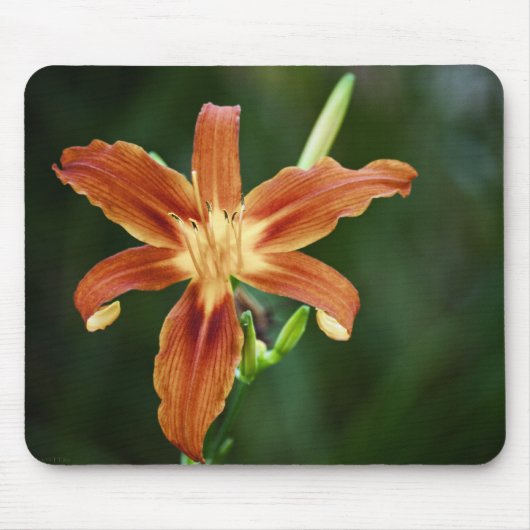 Lily P6588 Mousepad (Vorne)