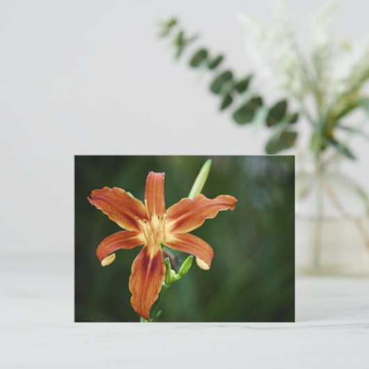 Lily P6588 Postkarte (Stehend Vorderseite)