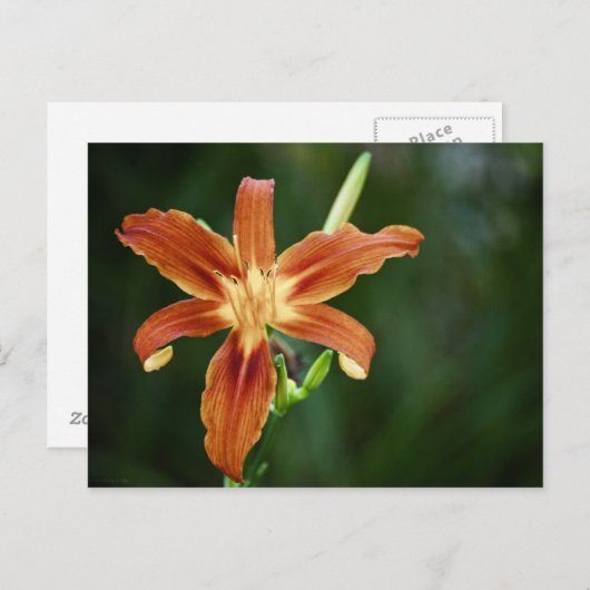Lily P6588 Postkarte (Vorne/Hinten)