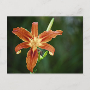 Lily P6588 Postkarte