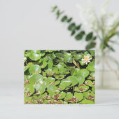 Lily Pad # 1 Postkarte (Stehend Vorderseite)