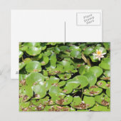 Lily Pad # 1 Postkarte (Vorne/Hinten)