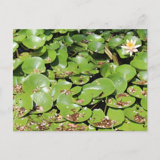 Lily Pad # 1 Postkarte (Vorderseite)