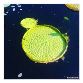Lily Pad (Chicago) - Foto Print