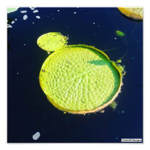 Lily Pad (Chicago) - Fotodruck