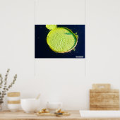 Lily Pad (Chicago) - Poster (Küche)