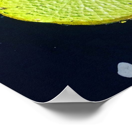 Lily Pad (Chicago) - Poster (Ecke)