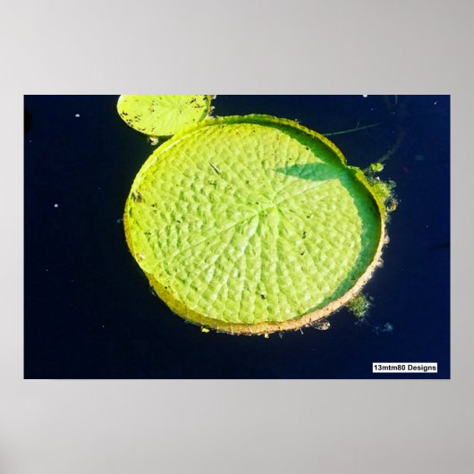 Lily Pad (Chicago) - Poster (Vorne)