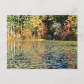 Lily Pad Cove auf Whitney Pond Postkarte (Vorderseite)