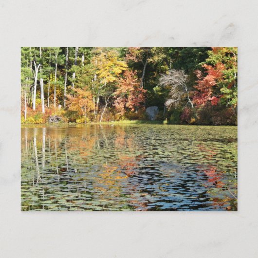 Lily Pad Cove auf Whitney Pond Postkarte (Vorderseite)