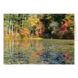 Lily Pad Cove - Whitney Pond