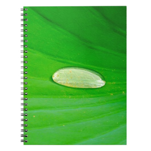 Lily Pad Foto Notebook Notizblock (Vorderseite)