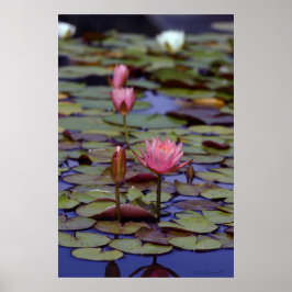 Lily Pad Foto Posters -24x36 -andere Größen Poster