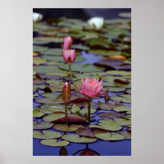 Lily Pad Foto Posters -24x36 -andere Größen Poster (Vorne)
