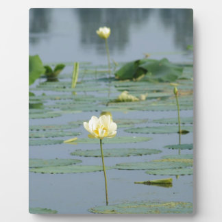 Lily Pad Fotoplatte
