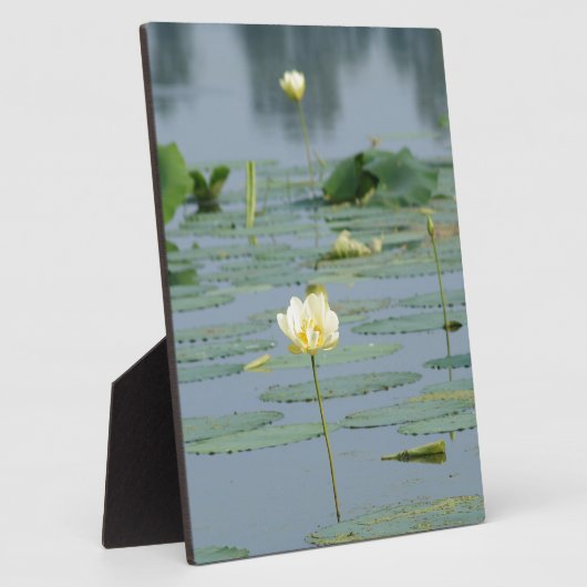 Lily Pad Fotoplatte (Seite)