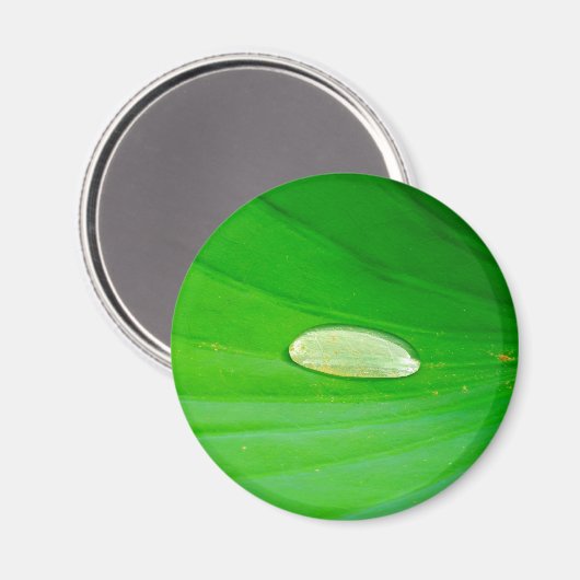 Lily Pad Magnet (Vorderseite/Rückseite)