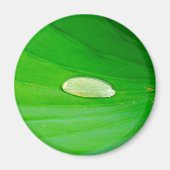 Lily Pad Magnet (Vorne)