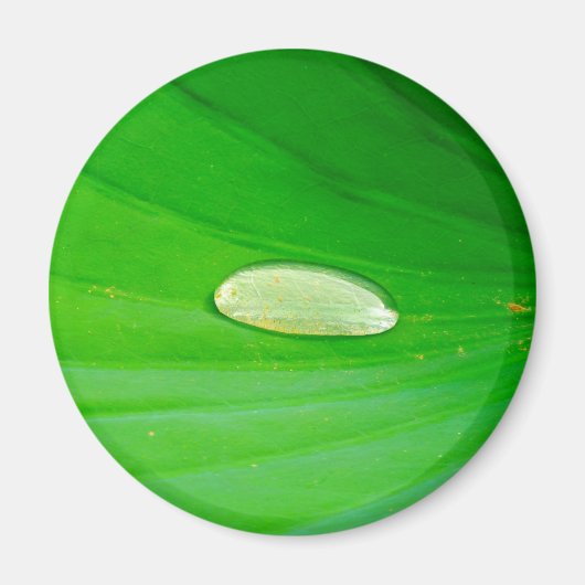 Lily Pad Magnet (Vorne)