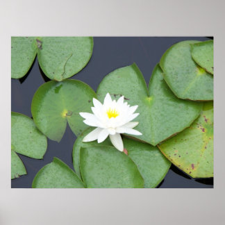 Lily Pad Poster