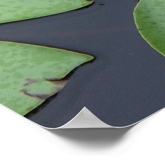 Lily Pad Poster (Ecke)