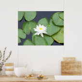 Lily Pad Poster (Küche)