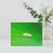 Lily Pad Postkarte (Stehend Vorderseite)