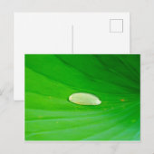 Lily Pad Postkarte (Vorne/Hinten)
