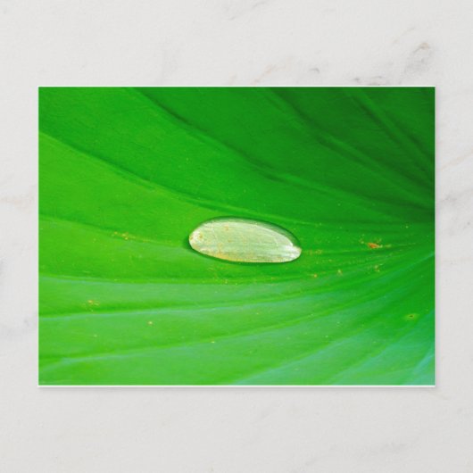 Lily Pad Postkarte (Vorderseite)