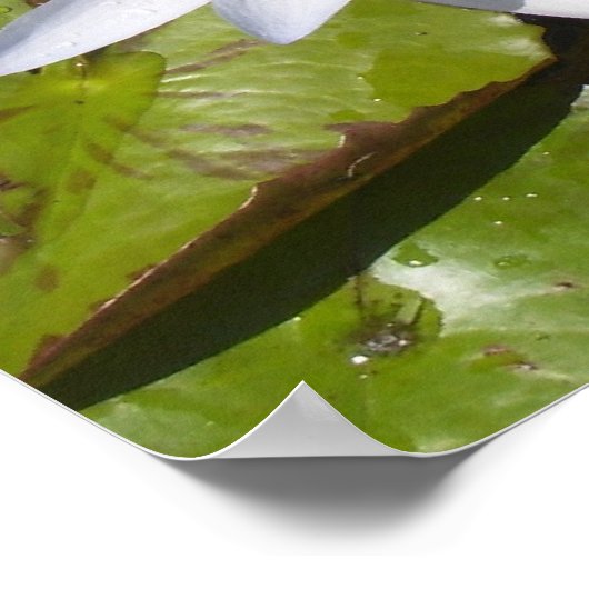 Lily Pad Print Poster (Ecke)