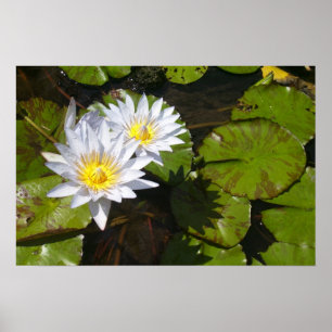 Lily Pad Print Poster