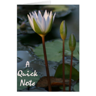 Lily Pad "Quick Note"
