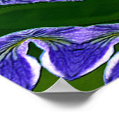 Lily Pad Sterne.... Poster (Ecke)